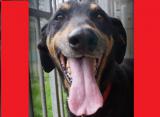  Ares
