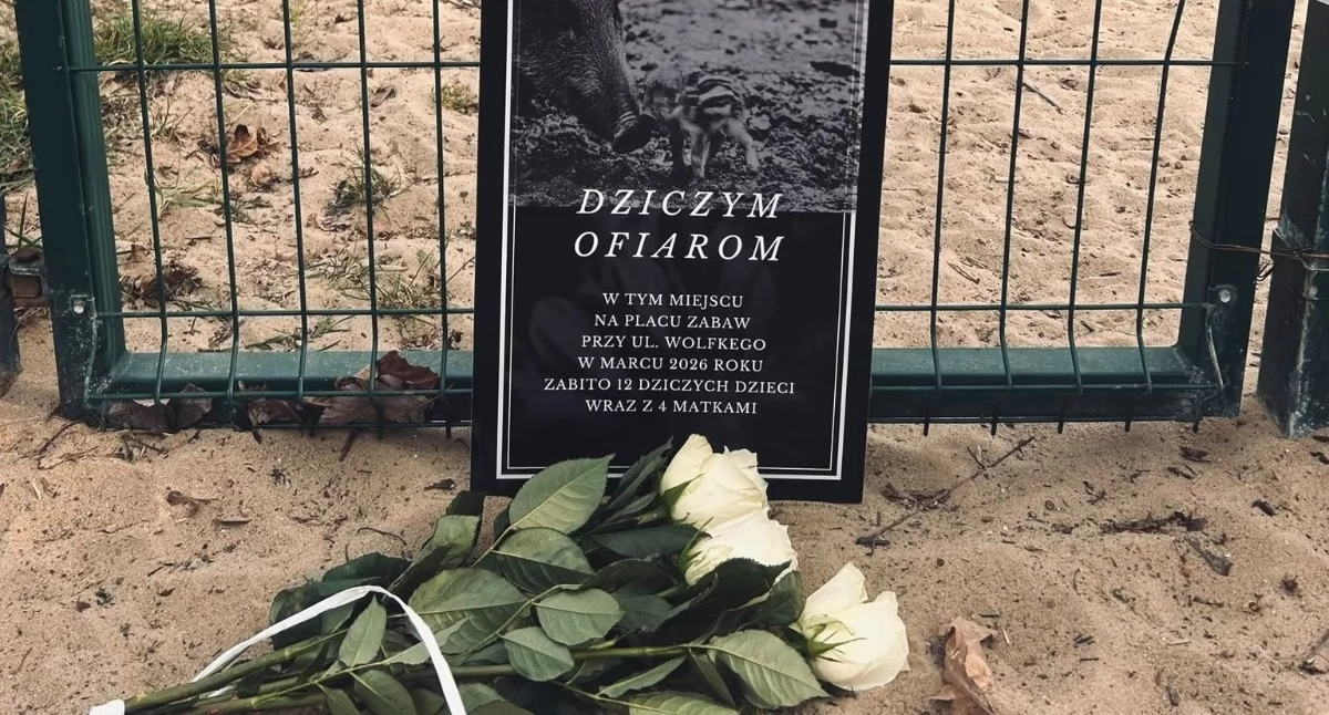 Zwierzęta, Makabryczny odstrzał dzików Bemowie Miejskie wydały oświadczenie - zdjęcie, fotografia