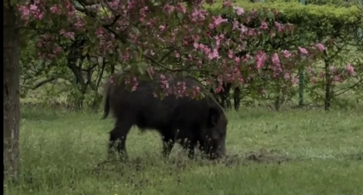 Zwierzęta, Dziki znowu Bemowie Problem narasta mieszkańcy podzieleni - zdjęcie, fotografia