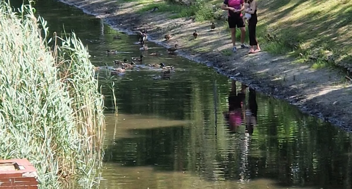 Zieleń, Susza Forcie Władze zapewniają sytuacja kontrolą - zdjęcie, fotografia