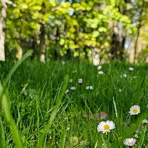 Zdjęcie: Zieleń Bemowo Warszawa Nasza dzielnica ibemowo