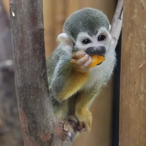 Zdjęcie: Zwierzęta Bemowo Warszawa Społeczeństwo ibemowo