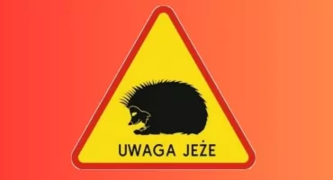 Jeże zagrożone na bemowskich drogach. Miasto nie postawi znaków ostrzegawczych przy drogach
