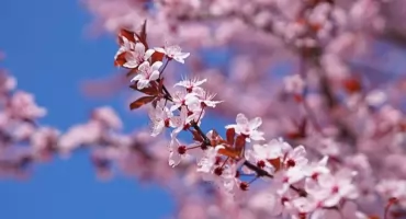 Japonia na Bemowie. Wiśnie pięknie zakwitły na Placu Kasztelańskim