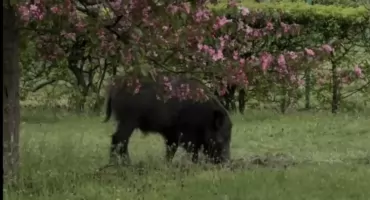 Dziki znowu na Bemowie. Problem narasta, a mieszkańcy podzieleni