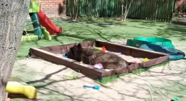 AKTUALIZACJA: Dzik z placu zabaw na Bemowie uśpiony. Znowu interweniowały Lasy Miejskie