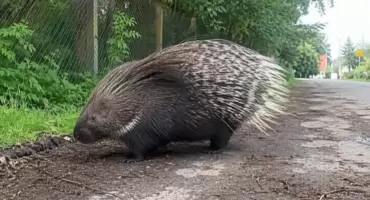 Poszukiwanie jeżozwierzów w Warszawie i okolicach. Jeden był widziany na Bemowie
